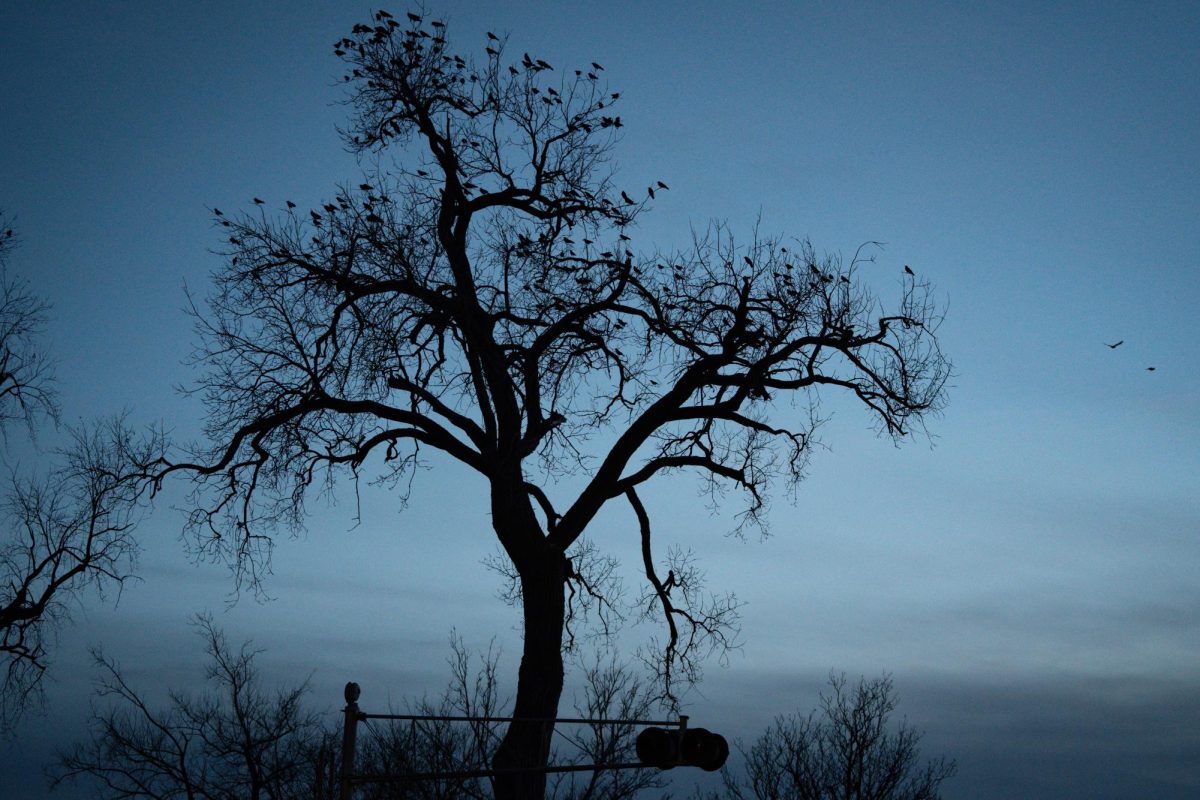 Murders of crows descend onto campus in droves to the displeasure of some students.